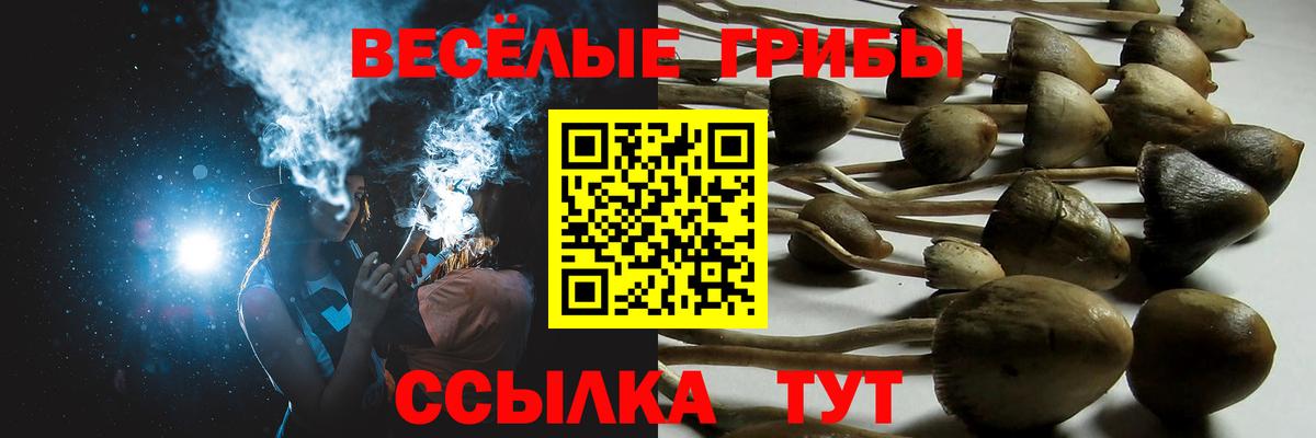 Галлюциногенные грибы Psilocybine cubensis  Вход с VPN  Сунжа 
